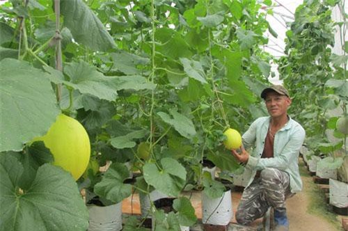 Hưng Yên: Trồng dưa vàng, dưa lưới thu 1 tỷ đồng/năm