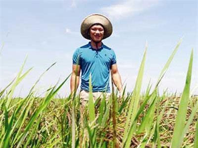 Nam Định: Chế tạo máy 3 trong 1, chàng trai 8X "cân" hết 7ha lúa nhàn tênh