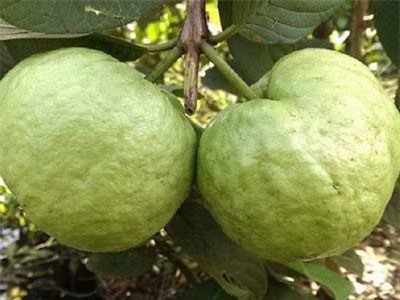 Kiên Giang: Trồng ổi nữ hoàng, trái ngon bán, hư nuôi cá tai tượng