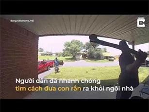 Rắn trốn sau cửa cắn vào mặt khách tới nhà