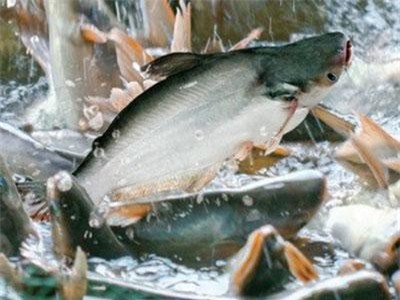 Doanh nghiệp cá tra tiếp tục lãi lớn trong quý I