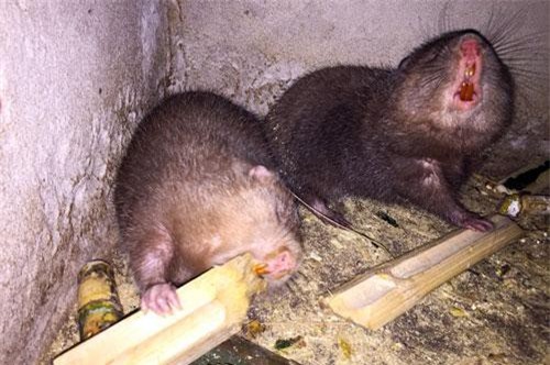 Cần Thơ: Kiếm bộn tiền từ loài răng sắc, giỏi đào hang, thích ăn tre nứa