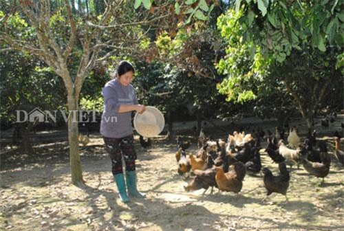 Lào Cai: Nuôi loài gà xương đen xì xì, thu 400-500 triệu đồng mỗi năm