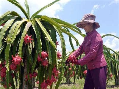 Vĩnh Long: Cả làng khá giả nhờ trồng cây “phát tài”