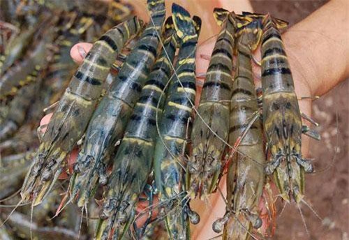 Ninh Bình: Nuôi tôm bắt ăn kham khổ, bán 400 ngàn/kg mà tranh nhau mua