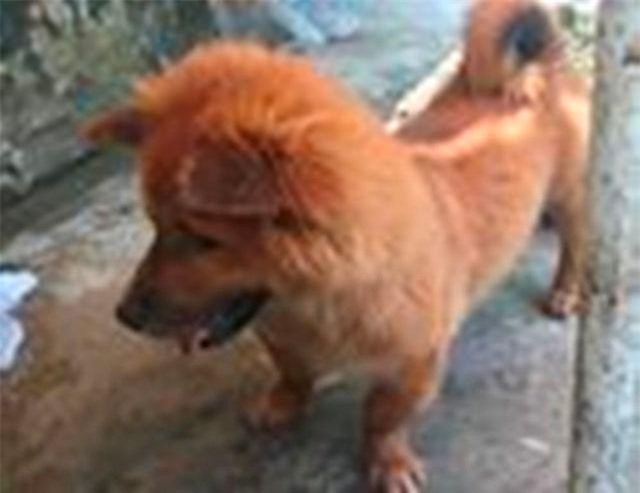 Cà Mau: Chó chạy rông cắn 6 người rồi... chết