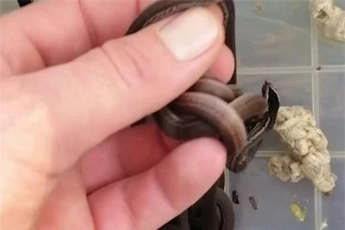 Hình ảnh người đàn ông đang thả 26 con rắn tìm thấy trên gác nhà mình.
