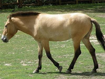 Khám phá "độc" loài ngựa biểu tượng hệ động vật Mông Cổ