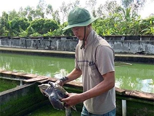 Hậu Giang: Nuôi loài "thủy quái" trông như ba ba, cứ bán 1 con là lời 5 triệu