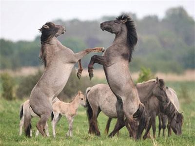 Ảnh động vật: Cá mập lớn săn hải cẩu, rùa hoàng gia phóng thích...