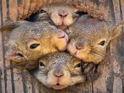 'Chết cười' sóc xám làm trò hề trước mặt nhiếp ảnh gia