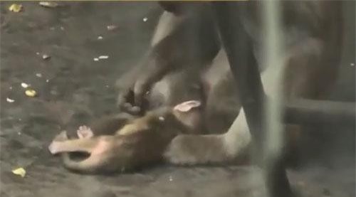 Khỉ mẹ không rời xa khỉ con yểu mệnh khiến cộng đồng mạng xúc động