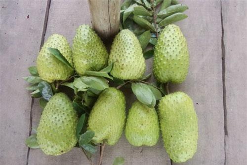 Xuất khẩu sản phẩm từ mãng cầu xiêm sang Trung Quốc