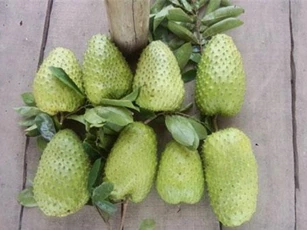 Xuất khẩu sản phẩm từ mãng cầu xiêm sang Trung Quốc