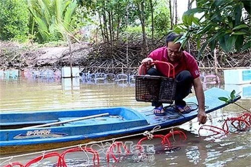 ca mau: o huyen nay, dan nuoi ca loai tom hung du, ban 1 trieu/ky hinh anh 1