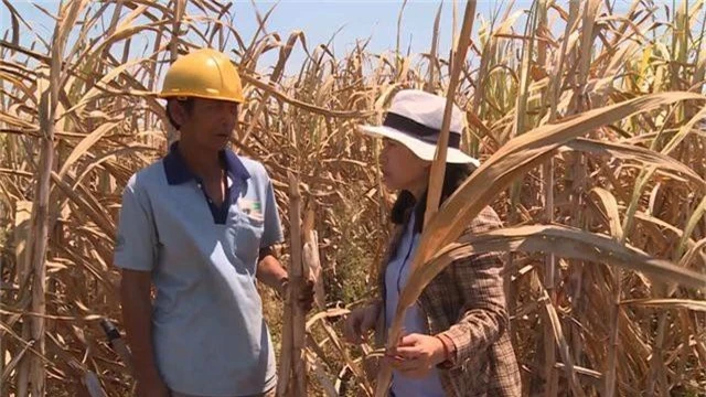 Phú Yên: Nông dân điêu đứng vì mía chết khô ngoài ruộng - 2