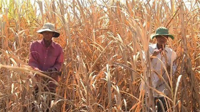 Phú Yên: Nông dân điêu đứng vì mía chết khô ngoài ruộng - 3