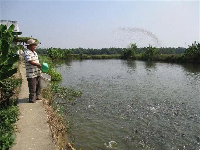 quang nam: dung sy diet my gio xay duoc 