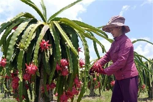 ca lang kha gia nho trong cay “phat tai” hinh anh 1