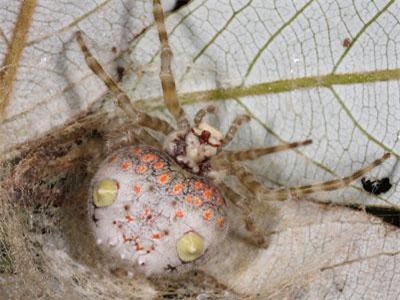 Khám phá sửng sốt loài nhện hình dáng như miếng sushi