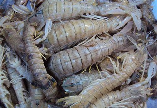 Cà Mau: Ở huyện này, dân nuôi cả loài tôm hung dữ, bán 1 triệu/ký