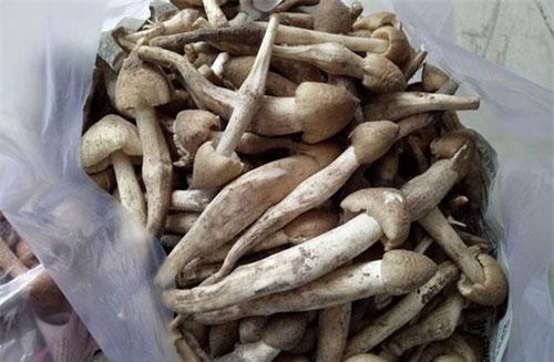 Rau đặc sản đắt ngang cua hoàng đế, tôm hùm Mỹ có tiền cũng khó mua