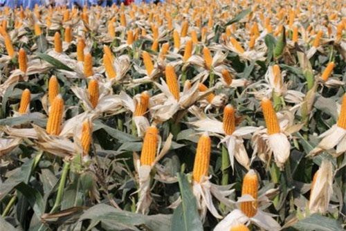 Giá toàn bộ các mặt hàng nông sản đồng loạt giảm