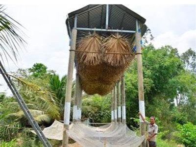 Kiên Giang: Nuôi con "ngủ ngày cày đêm" chỉ để lấy phân "vua"