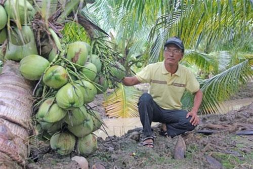 Sóc Trăng: Làm du lịch vườn nhờ trồng dừa thơm mùi lá dứa, trái sát đất