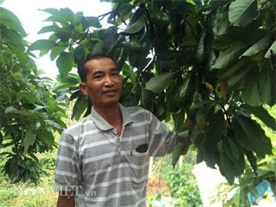 Lâm Đồng: Trồng giống bơ "mồ côi", mỗi năm thu 6 tỷ