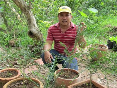 Bến Tre: Kỹ sư về trồng chanh móng tay, nhánh bé tý bán 350 ngàn