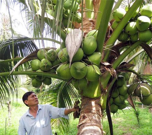 Lạ mà hay: Làm "đám cưới" cho 2 giống dừa, đẻ "con lai" ai cũng mê