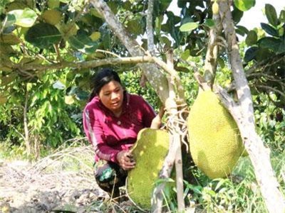 Đắk Lắk: Đất cằn trồng mít Thái, có cây cho 1 tạ trái, bán 7 ngàn/ký vẫn lời