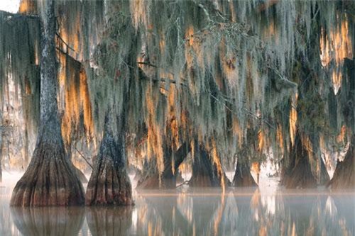 Phát hiện ra cây 2.624 năm tuổi siêu hiếm trên Trái Đất