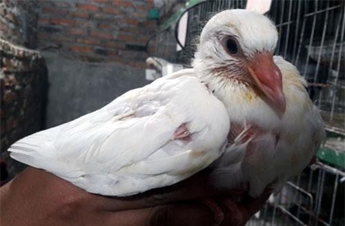 Thanh Hóa: Nuôi loài chim ấp trứng giả, ép nuôi con "nhà khác", kiếm ối tiền