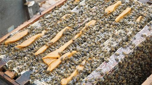 Mùa ong di cư lớn nhất: Bỏ vợ con đi theo mùa hoa, kiếm trăm triệu