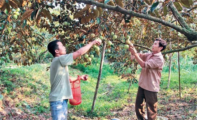 khong phai mien tay, nhung ca lang o day song khoe nho vu sua hinh anh 4