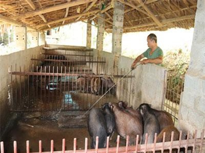 Lào Cai: Nơi 'khỉ ho cò gáy', ăn nên làm ra nhờ loài lợn lông như chổi xể
