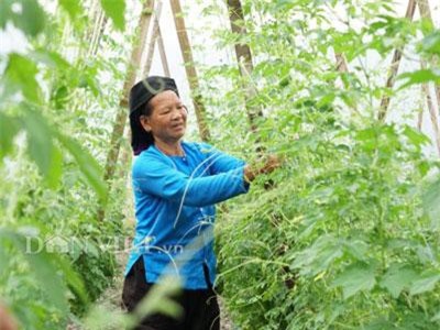 Hà Giang: Thung lũng hoang vắng trồng mướp đắng rừng, bán cả lá, thân, quả