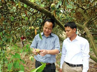 Không phải miền Tây, nhưng cả làng ở đây sống khỏe nhờ vú sữa