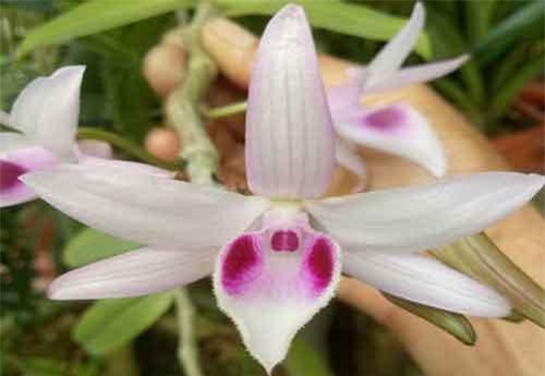 S&#x1EEF;ng s&#x1EDD; nh&#x1EEF;ng c&#xE2;y lan gi&#xE1; ch&#x1EE5;c tri&#x1EC7;u &#x111;&#x1ED3;ng 1 cm; Kh&#xF3;c r&#xF2;ng mua 2,5 kg cua &#x201C;b&#x1ECB; l&#x1EEB;a&#x201D; 1,9 kg d&#xE2;y v&#x1EA3;i