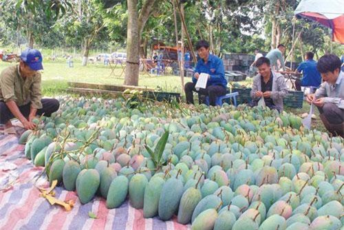 Nhiều tín hiệu vui cho xuất khẩu trái cây Việt Nam