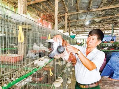 Tỷ phú An Giang tiết lộ bí quyết nuôi bồ câu lời 50 triệu/tháng