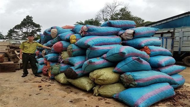  Gia Lai: Bắt quả tang một đối tượng mua bán, vận chuyển gần 3,5 tấn vỏ thông