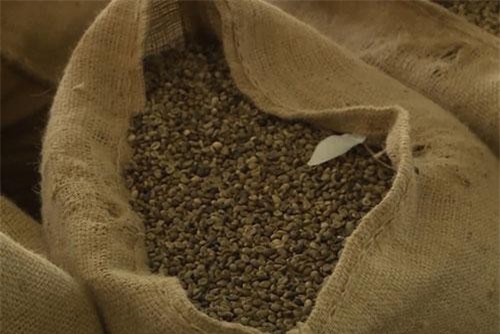 Giá cà phê xuống thấp kỷ lục