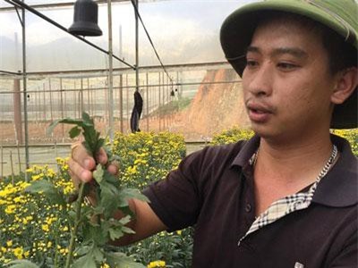 Nhà vườn Lâm Đồng thiệt hại cả trăm tỷ đồng vì hoa cúc nhiễm bệnh