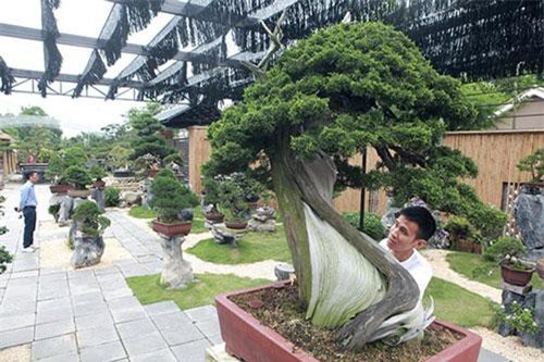 Đại gia Bắc Giang chi tiền tỷ mua cây duyên tùng Nhật Bản 700 tuổi