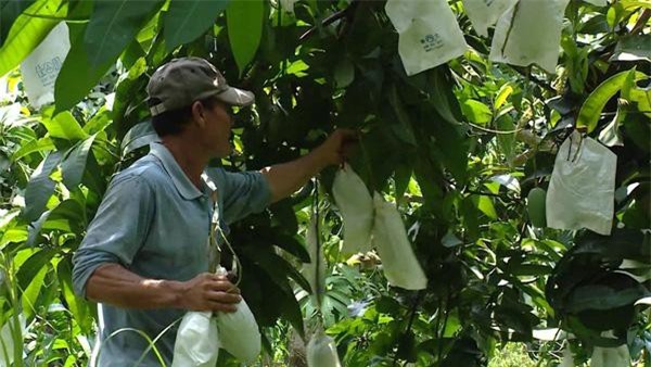 "Mặc áo" cho xoài xuất khẩu