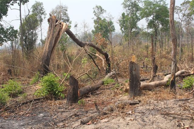 Gia Lai: Để mất rừng vùng biên, kỷ luật 2 tập thể, 18 cá nhân