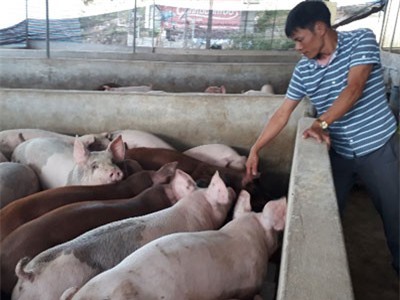 Sơn La: Đối mặt dịch tả châu Phi, tôi bán 30 tấn lợn hơi, thu 1,5 tỷ đồng
